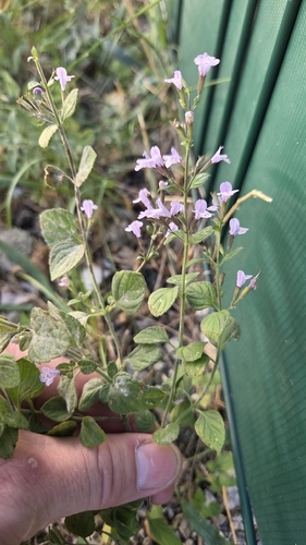 Clinopodium nepeta subisodontum