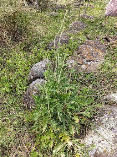 Caiophora cernua (Caiophora cernua)