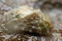 Siphonaria zelandica