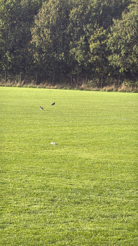 Eurasian Oystercatcher