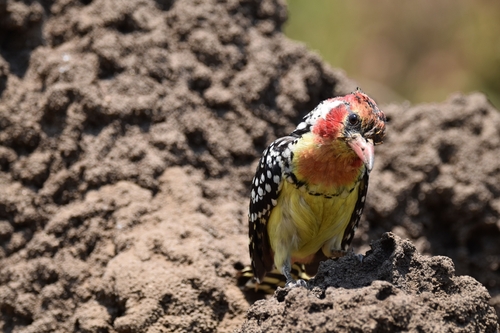 iNaturalist image