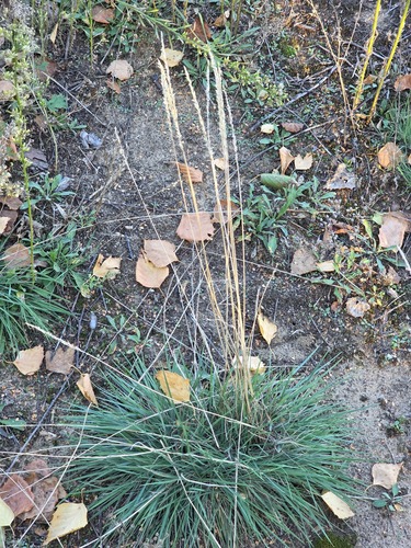 Koeleria glauca observed 2026-09-14