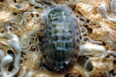 Ischnochiton thomasi