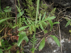 Magnoliopsida