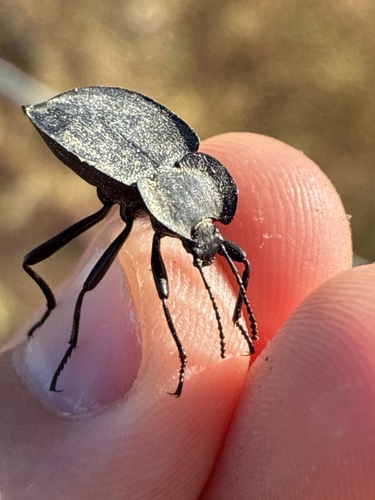 Embaphion contusum