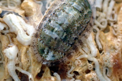 Ischnochiton thomasi