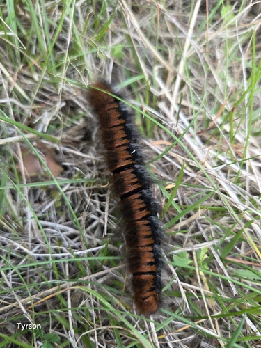 Fox Moth