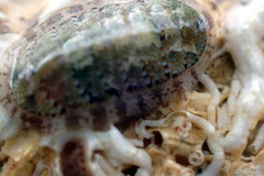 Ischnochiton thomasi