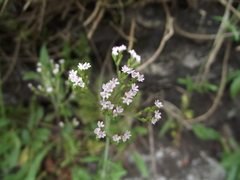 Magnoliopsida