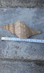 Triplofusus princeps