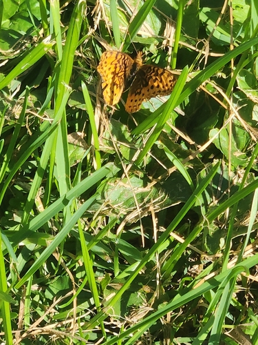 Meadow Fritillary