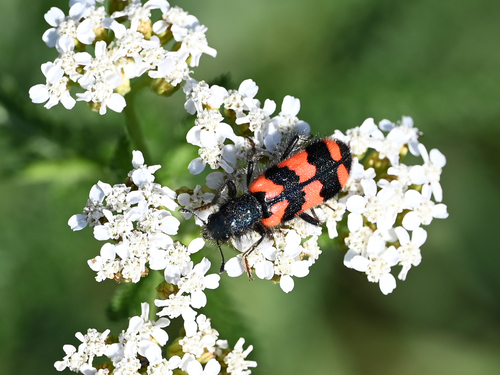 Bee-eating Beetle