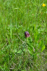Fritillaria meleagroides