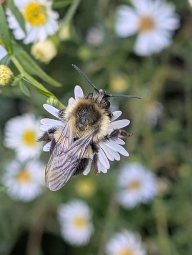 Common Eastern Bumble Bee