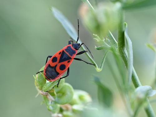 European Firebug