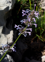 Nepeta cilicia