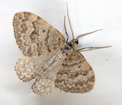 Xanthorhoe annotinata