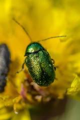 Cryptocephalus sericeus