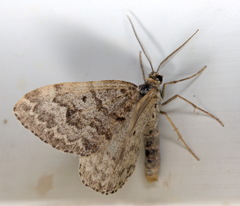 Xanthorhoe annotinata