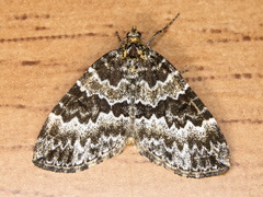 Electrophaes corylata