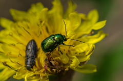 Cryptocephalus sericeus