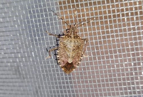 Brown Marmorated Stink Bug