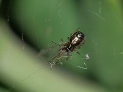 Zygiellinae