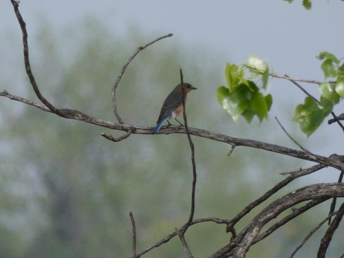 Eastern Bluebird photographed in South Dakota