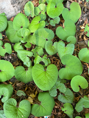 Winter Heliotrope