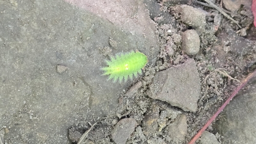 Crowned Slug Moth