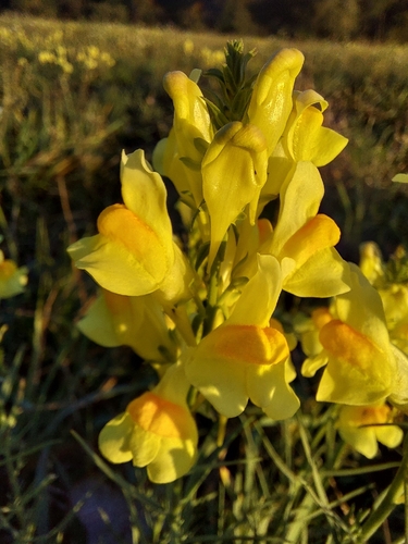 common toadflax