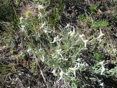 Leontopodium leontopodioides
