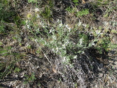 Leontopodium leontopodioides