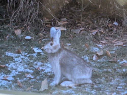 Snowshoe Hare