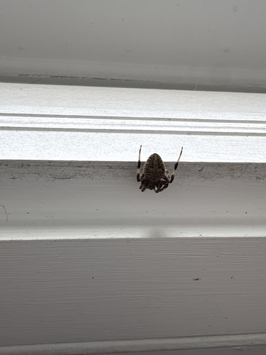 Spotted Orbweaver