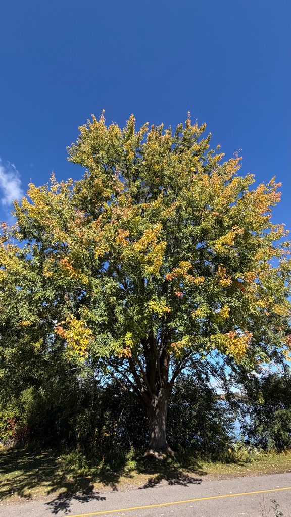 A broad silver maple by a riverside path, still mostly green with patches of yellow and orange through the crown.
