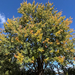 Silver maple beginning to turn, Ottawa · October 3, 2026 · Colin Burgess · 6 saved views