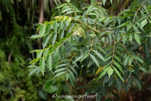 Tetradium glabrifolium observed 2026-10-03