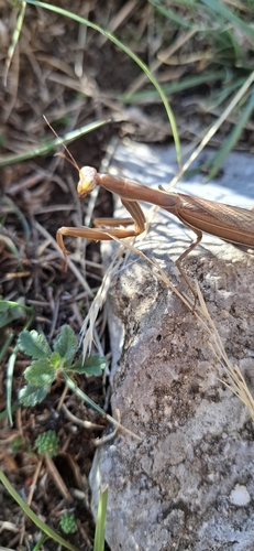European Mantis