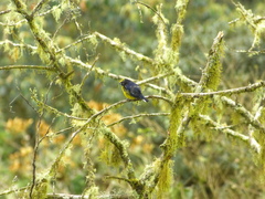 Euphonia xanthogaster