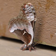 Callosamia angulifera