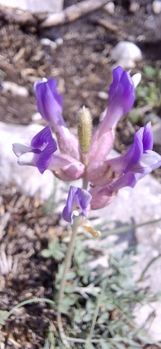 Inflated Milk-vetch