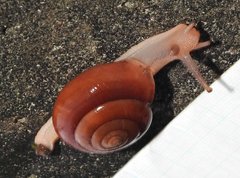 Quantula
