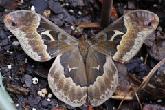 Callosamia angulifera