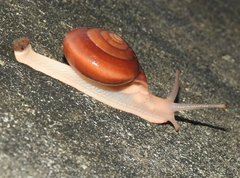 Quantula
