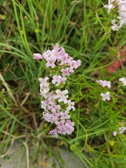 Centranthus calcitrapae