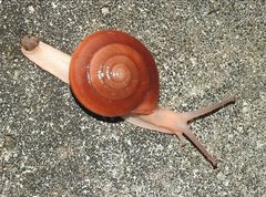 Quantula