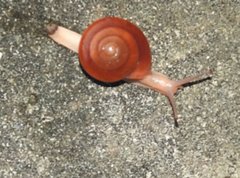 Quantula