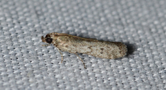 Eurythmia angulella