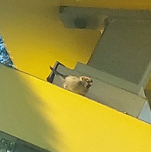 House Sparrow